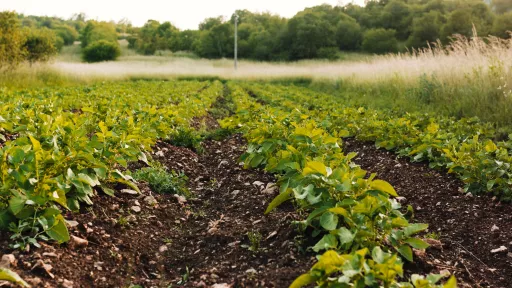 David Clarinval - Fili&egrave;re de la pomme de terre