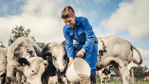 David Clarinval - Boeuf Japon